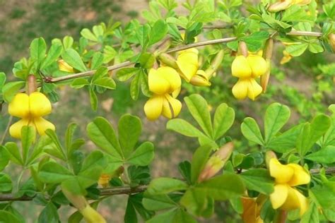 金雀花|金雀儿（豆科金雀儿属植物）